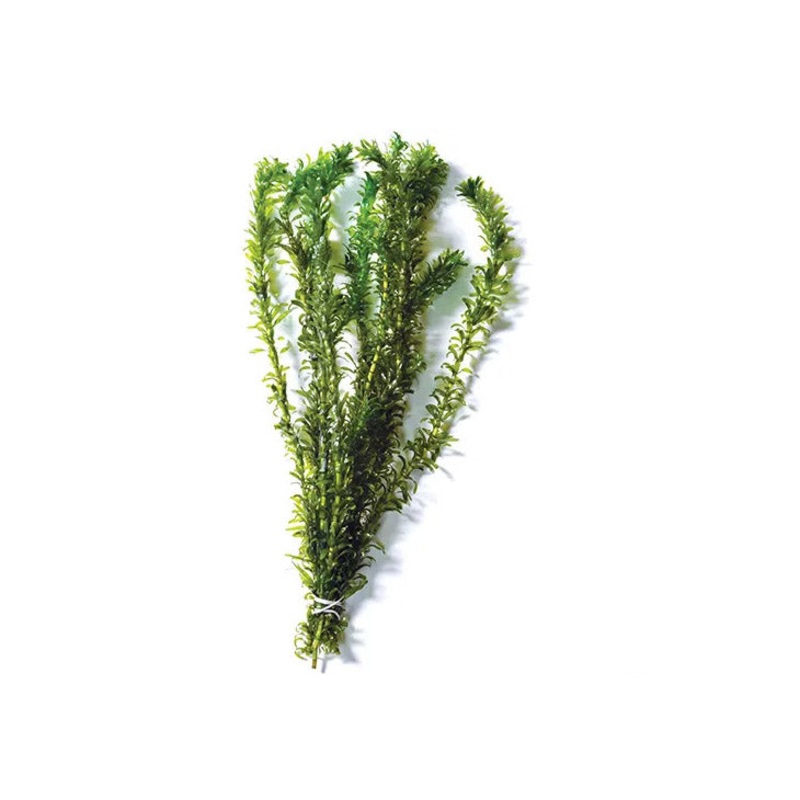 Elodea