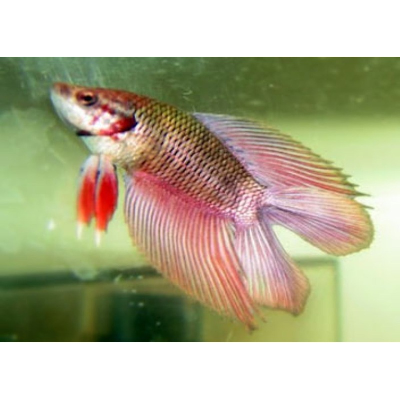 Fighter Male Doubletail Plakat