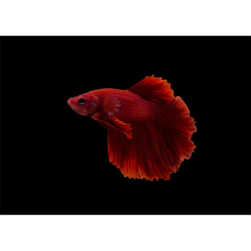 Fighter Male Longfin Red