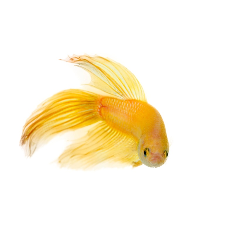 Fighter Male Longfin Yellow