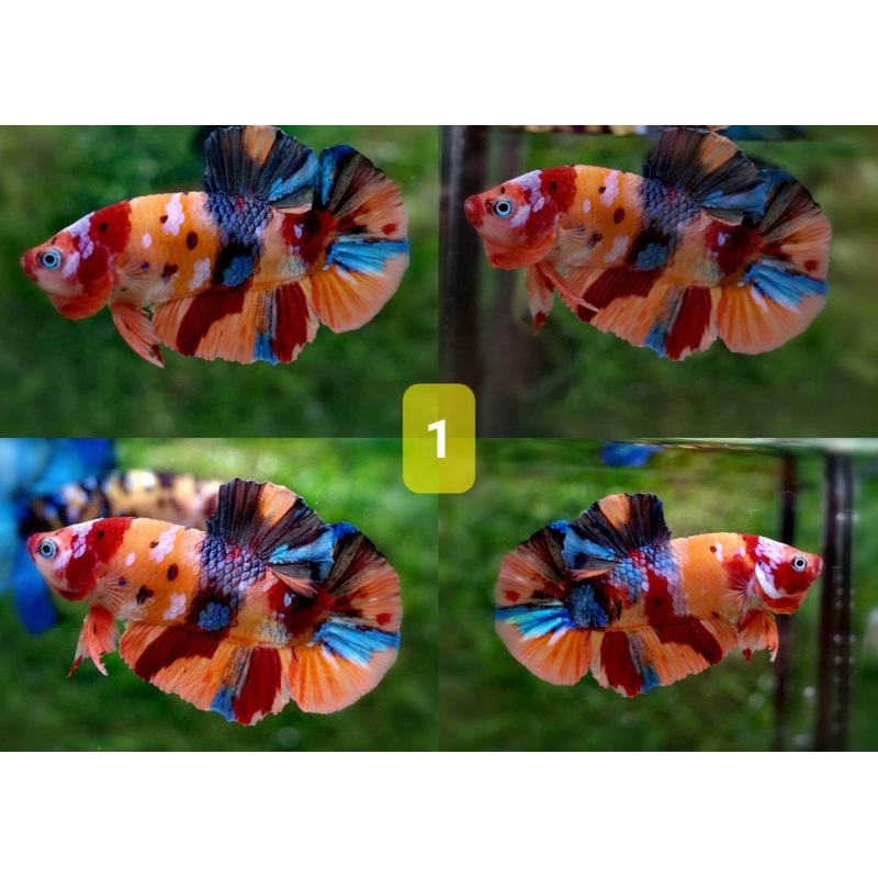 Fighter Male Plakat Halfmoon - Candy Nemo
