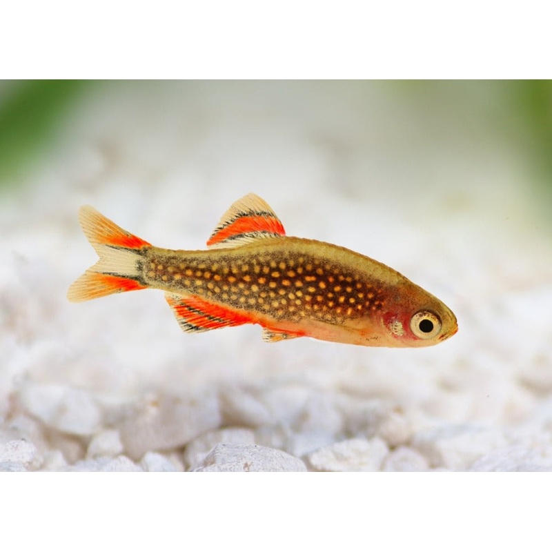 Galaxy Rasbora - Celestial Pearl Danio