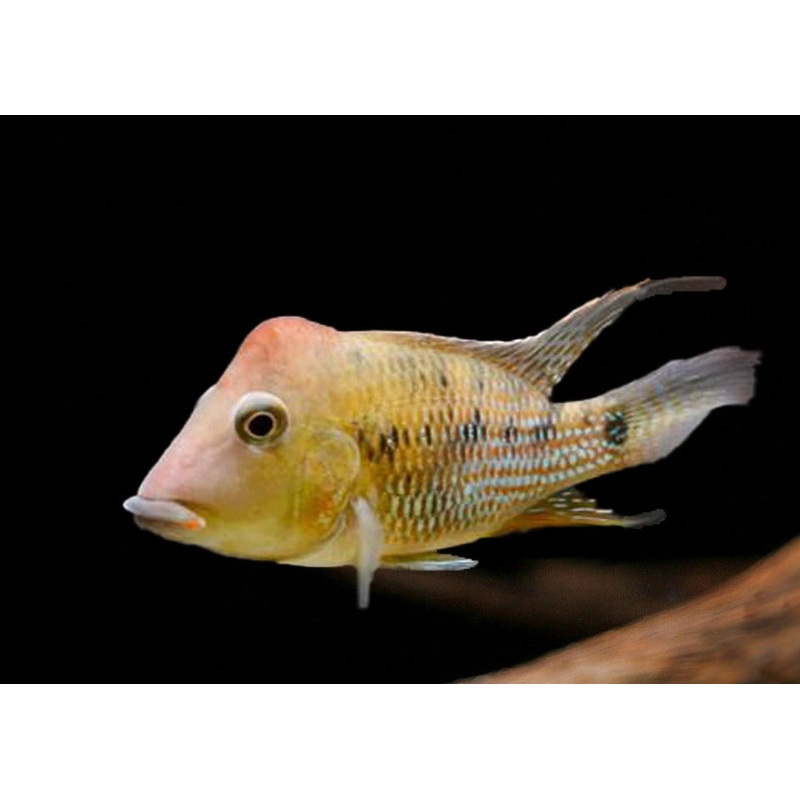 Geophagus Steindachneri - Red Hump