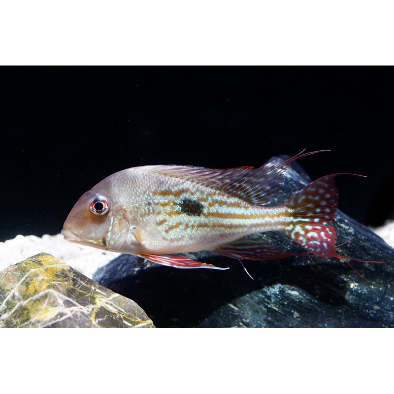 Geophagus winemilleri