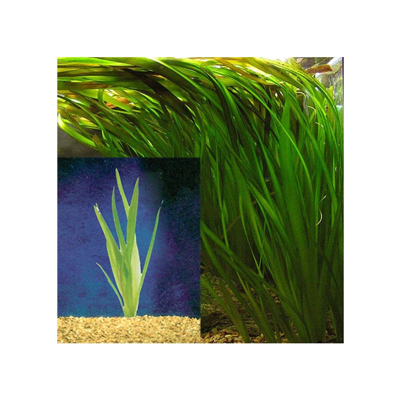 Giant Vallisneria (Pisces)