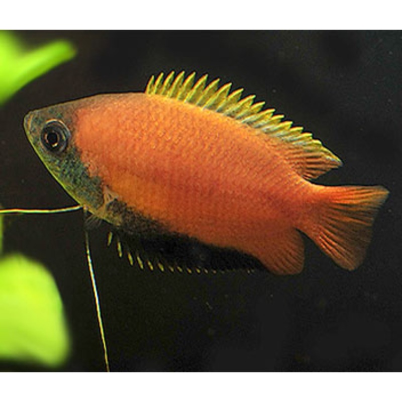 Gourami Orange Flame