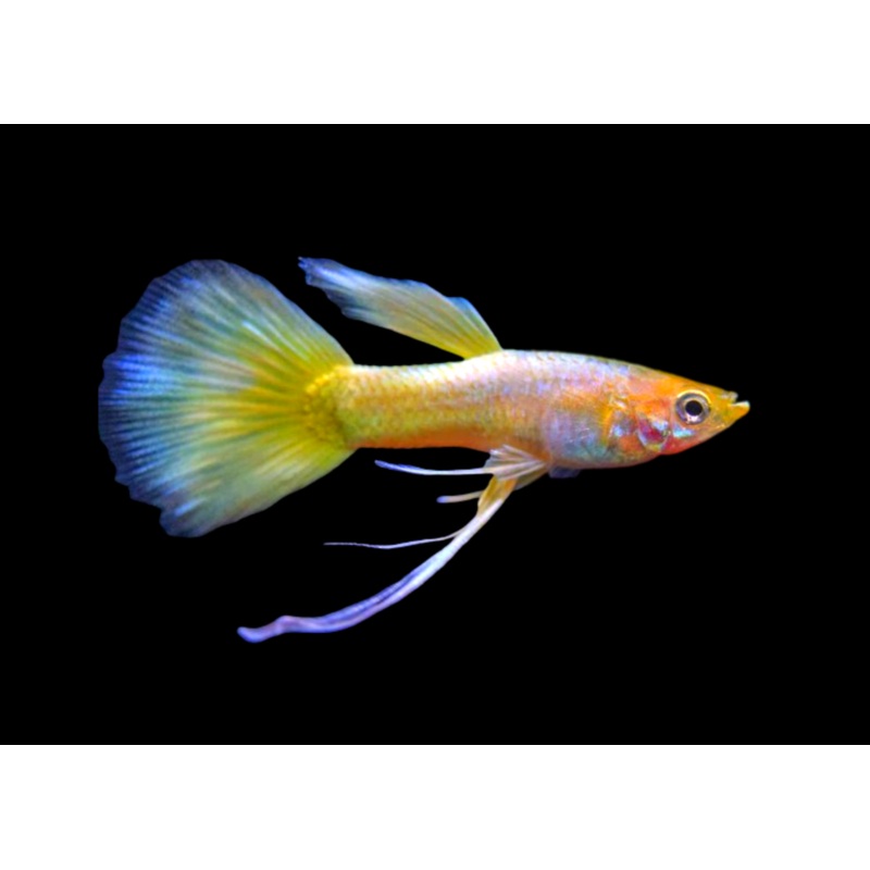 Guppy Male Yellow Ribbon