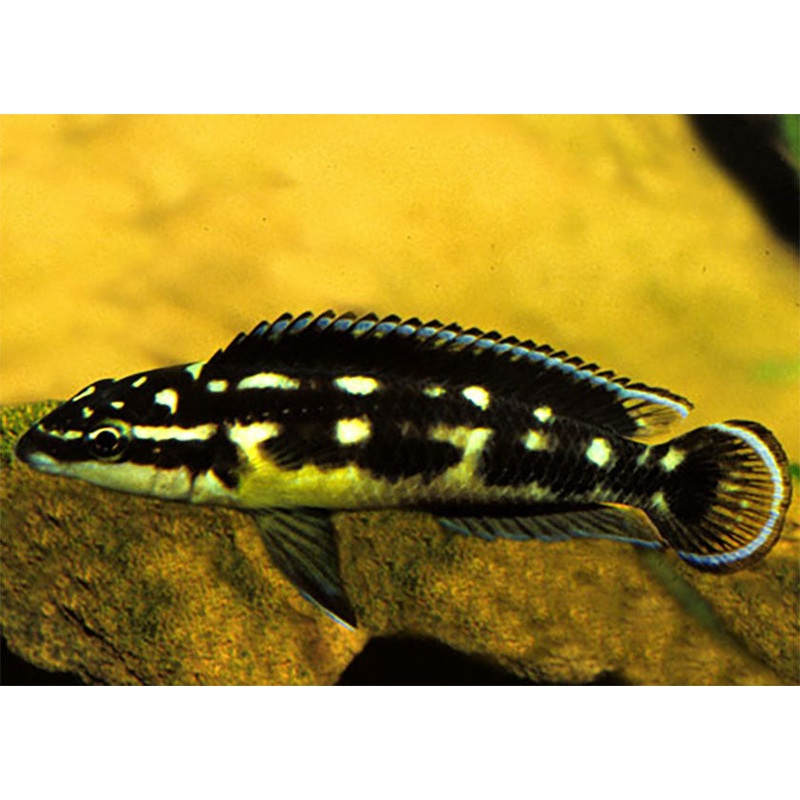 Julidochromis Transcriptus Kissi