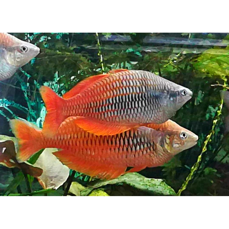 Lake Kurumoi Rainbowfish - M. Parva