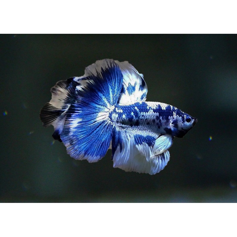 Male Halfmoon Betta