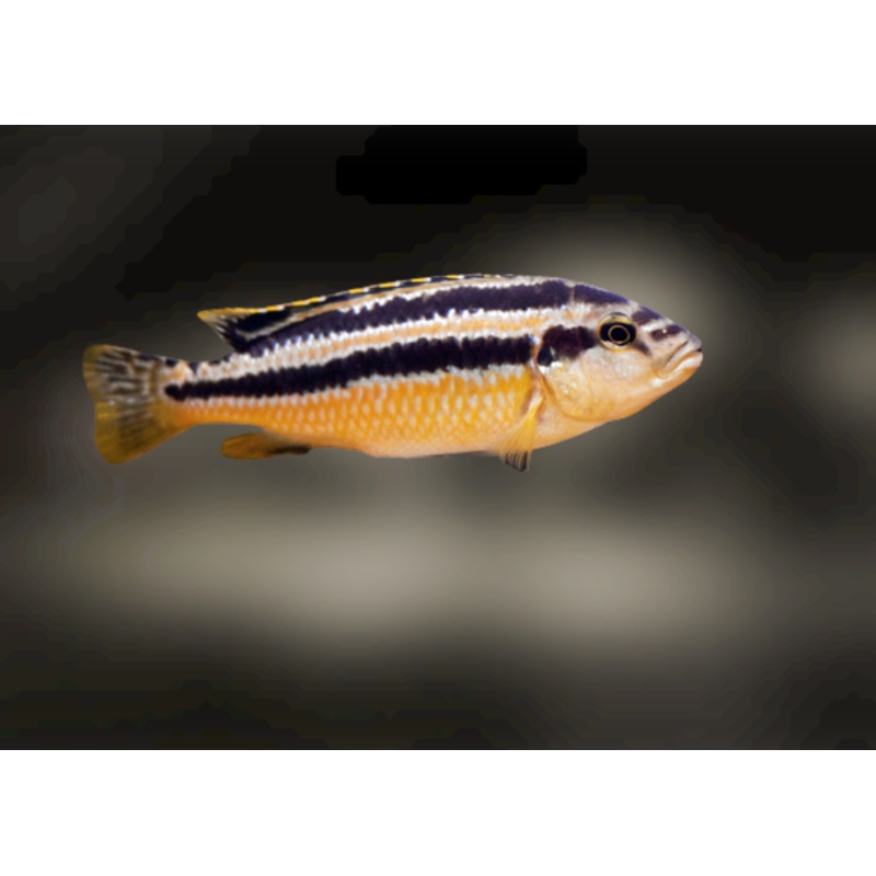 Melanochromis Chipokae