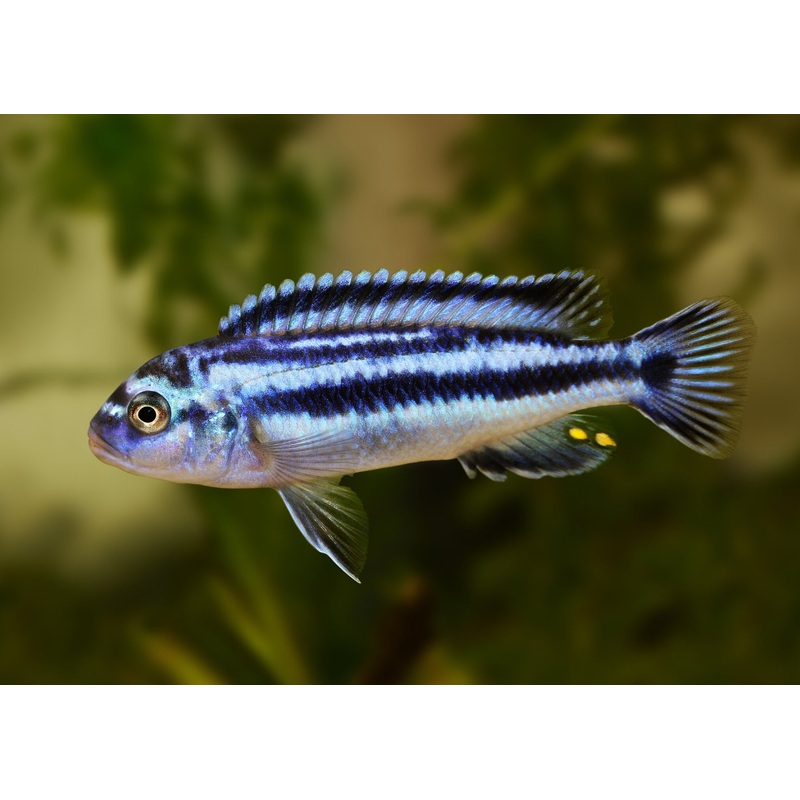 Melanochromis Johanni