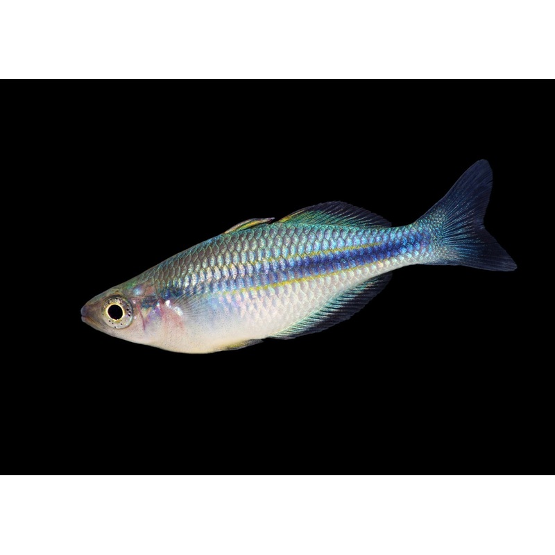 Melanotaenia Lacustris Rainbowfish