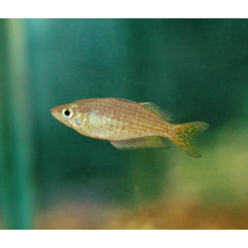 Melanotaenia Rubrostriata