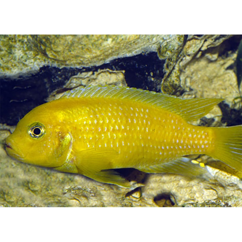 Metriaclima Lombardoi