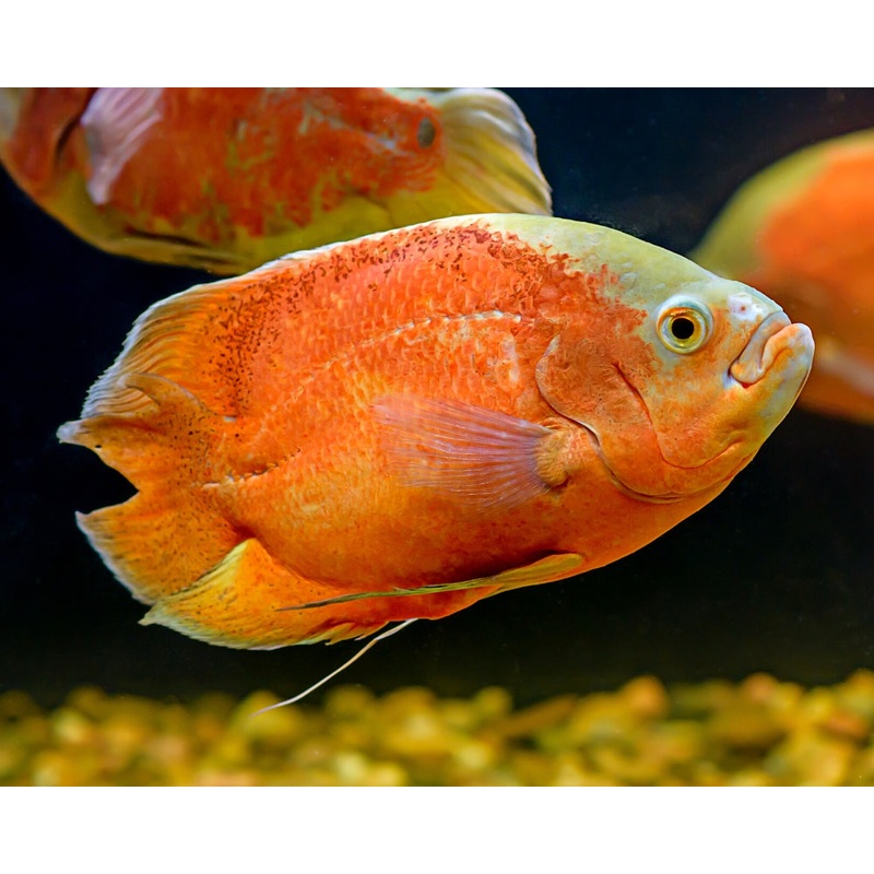 Oscar Albino Red