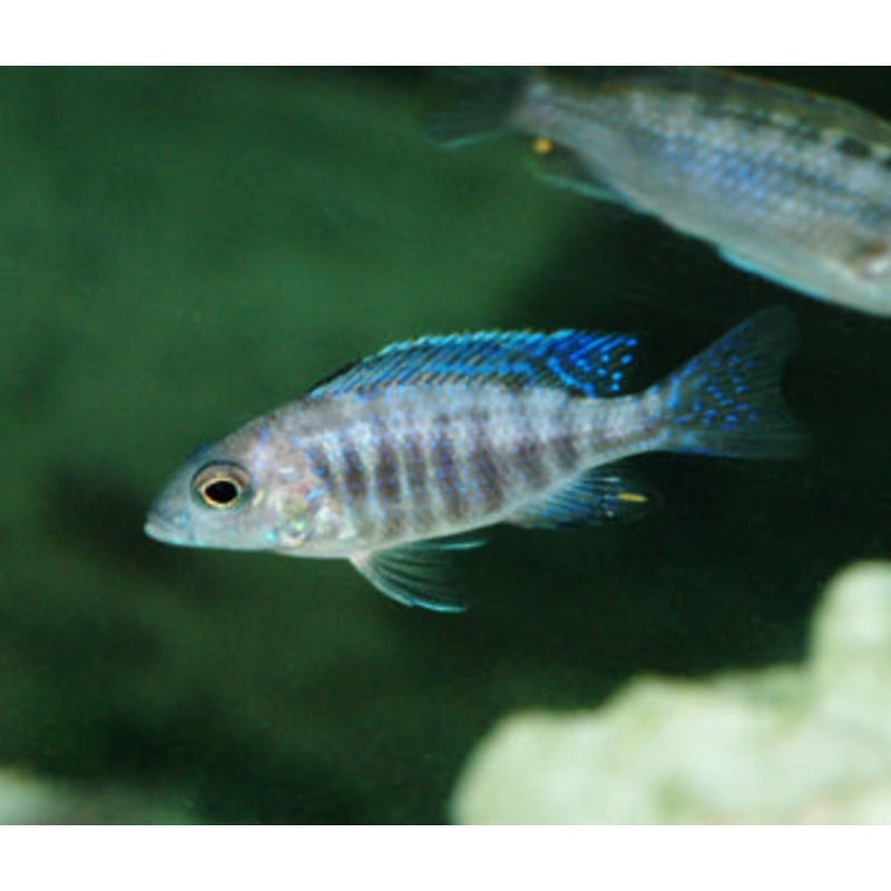 Peacock Cichlid - Monkey Bay
