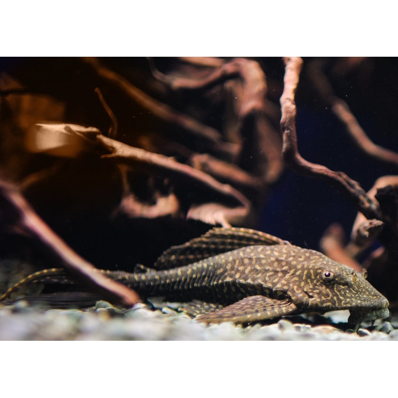 Plecostomus Gold Spotted