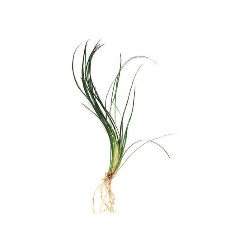 Pongol (Clump)