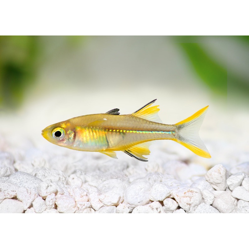 Rainbowfish Celebes