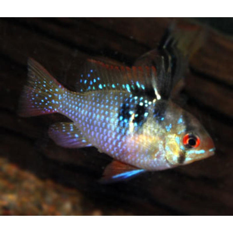 Ramirezi - Blue Ram Longfin