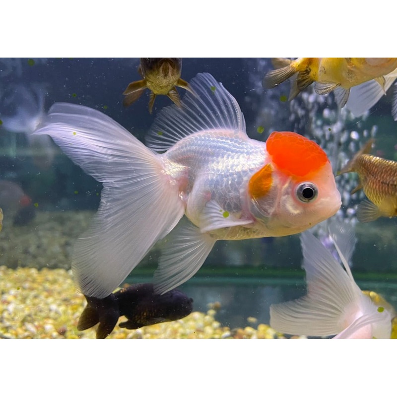 Red Cap Oranda