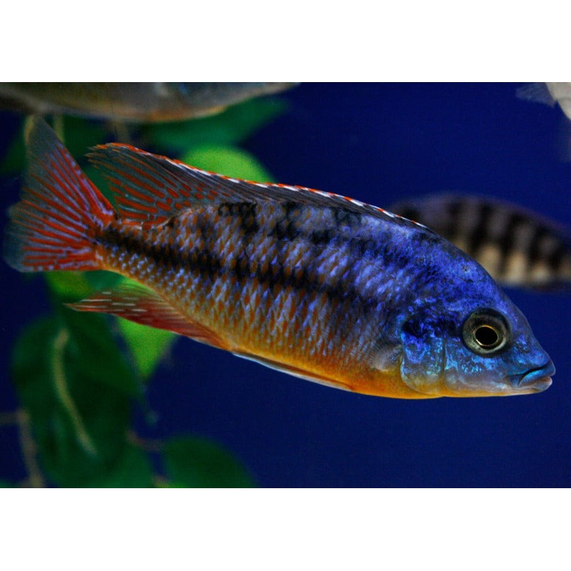 Red Empress Trio (1 male + 2 female)