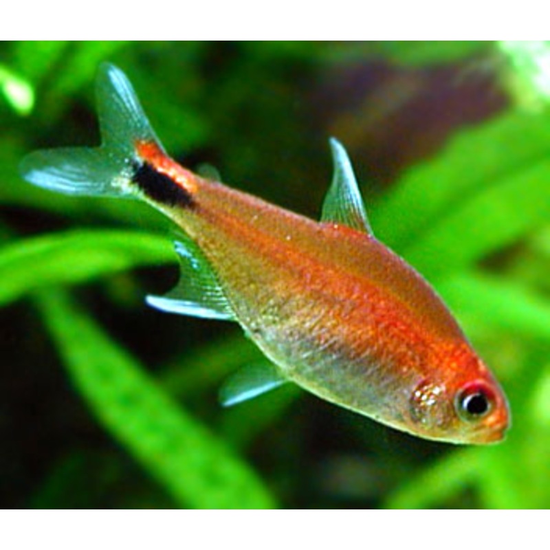 Red Ruby Tetra Special (6 for $35)
