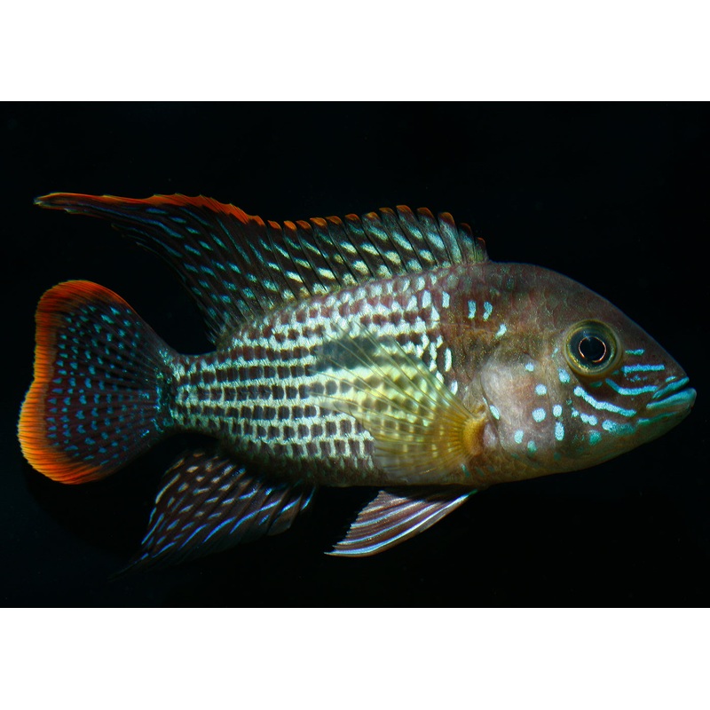 Rivulatus Gold Saum
