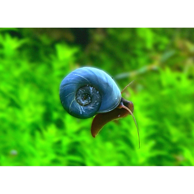 Snail - Blue Ramshorn