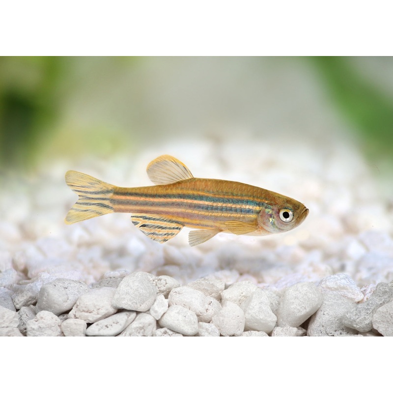 Zebra Danio Special (6 for $22)