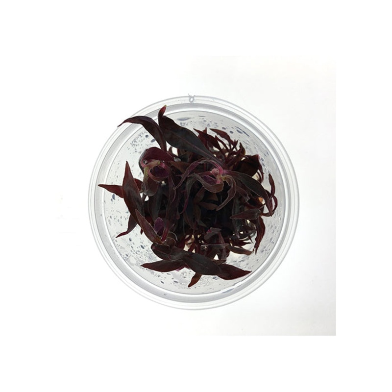 Alternanthera Reineckii Tissue Culture