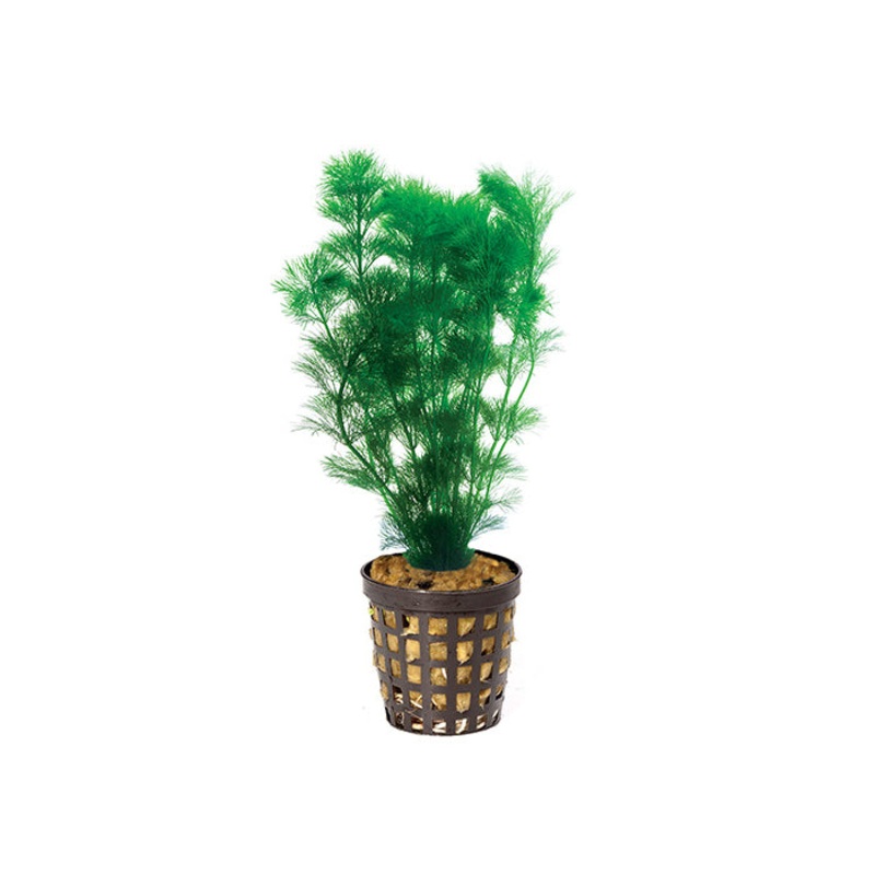 Ambulia in Mesh Pot