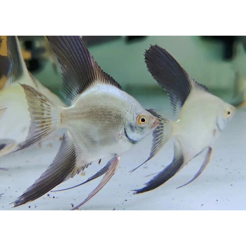 Angelfish - Bulgarian