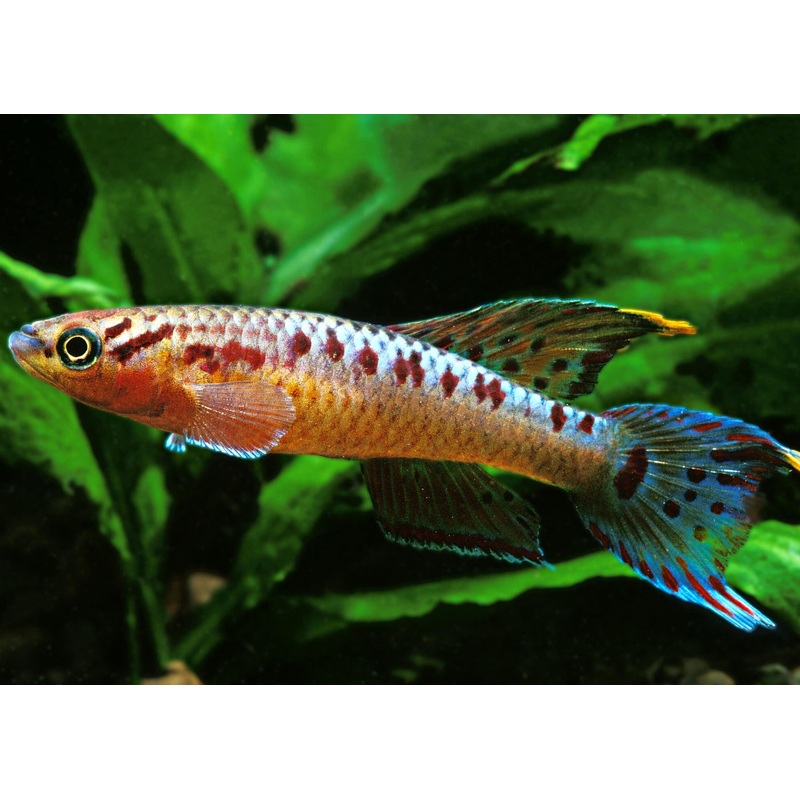Aphyosemion Bivittatum