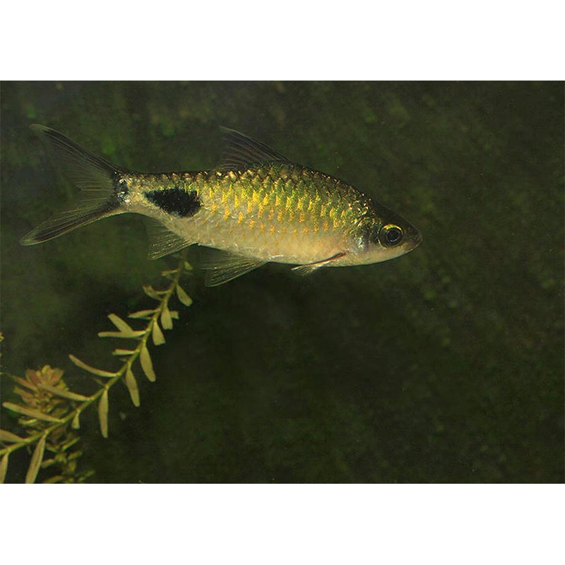 Black Spot Red Fin Barb