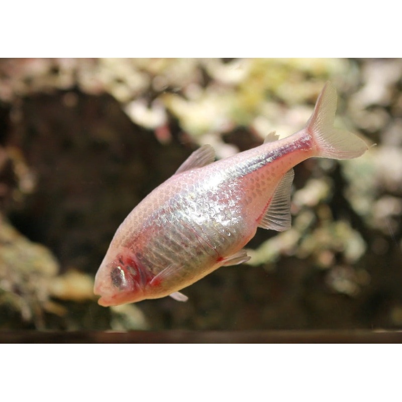 Blind Cave Tetra Special (6 for $36)