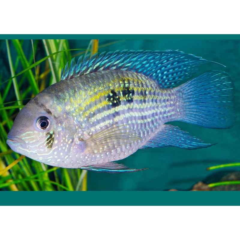 Blue Acara - Special 5 for $25