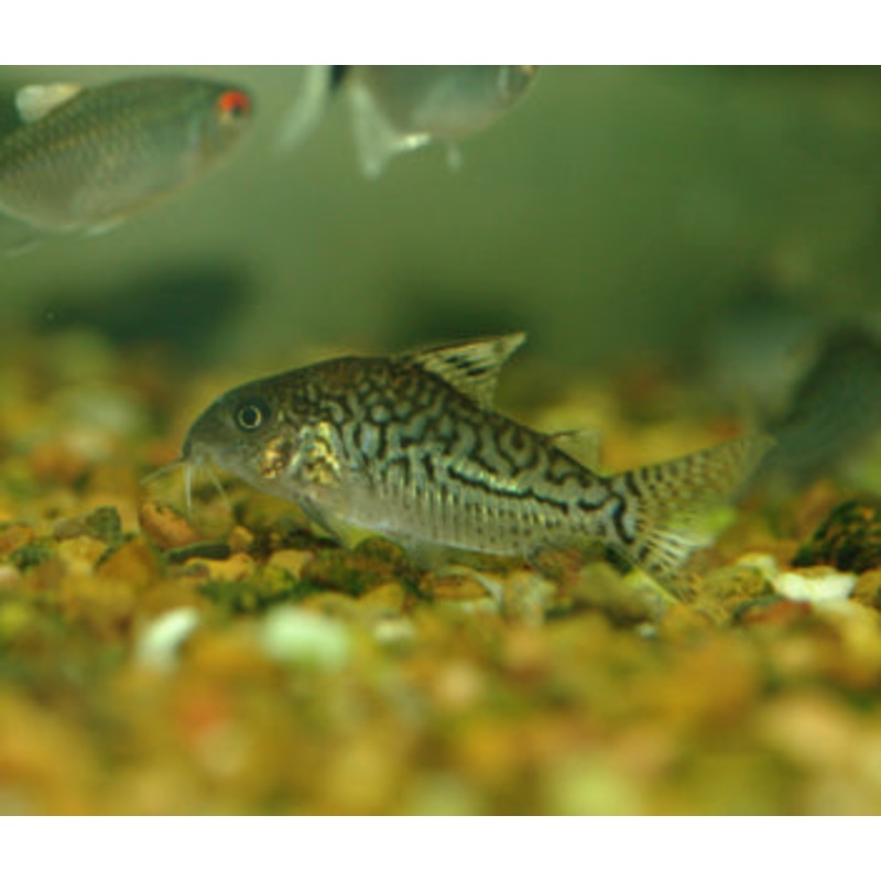Corydoras Agassizi