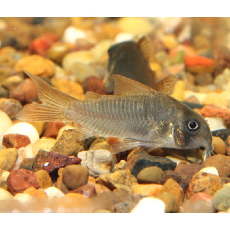 Corydoras Concolor