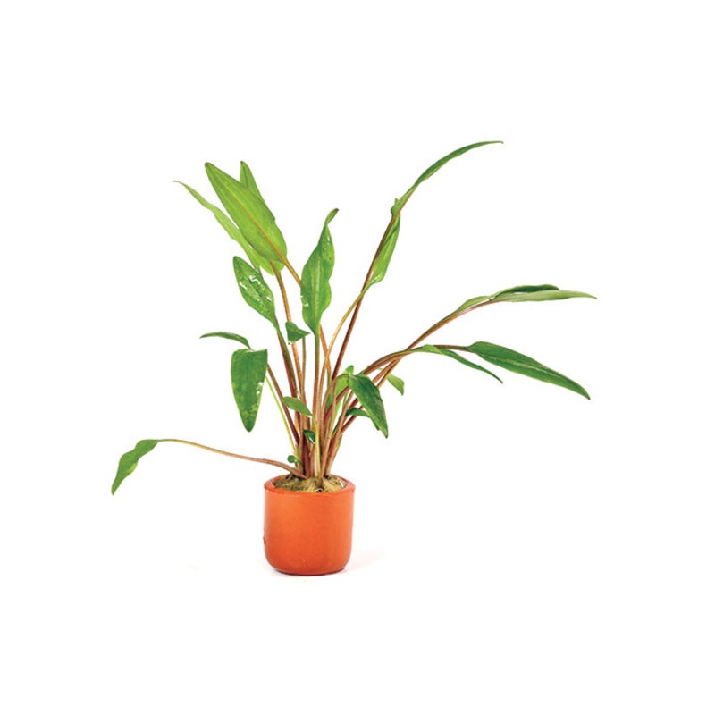 Cryptocoryne Lutea in Terracotta Pot