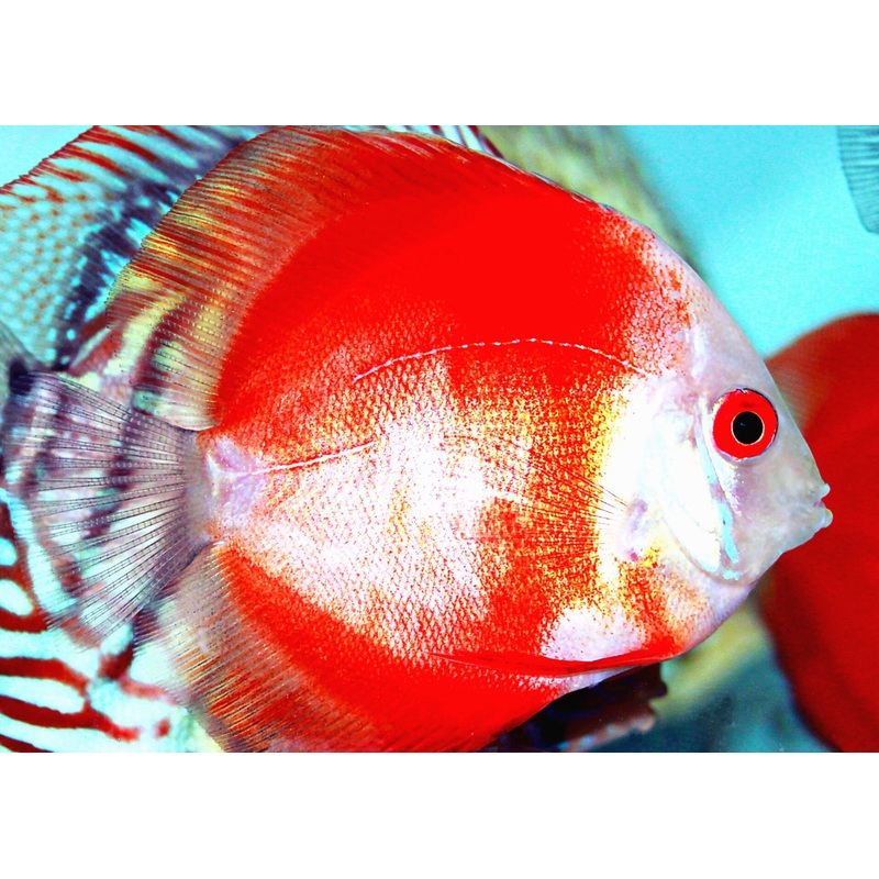 Discus Red Marlboro