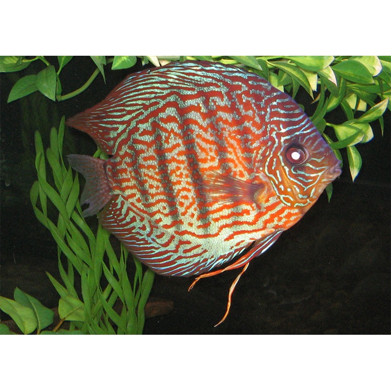 Discus Turquoise Blue