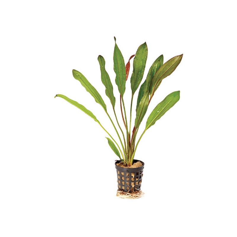 Echinodorus Martii Red in Mesh Pot