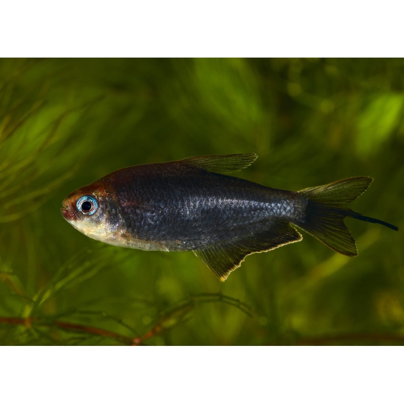 Emperor Tetra - Black (Special 6 for $30)