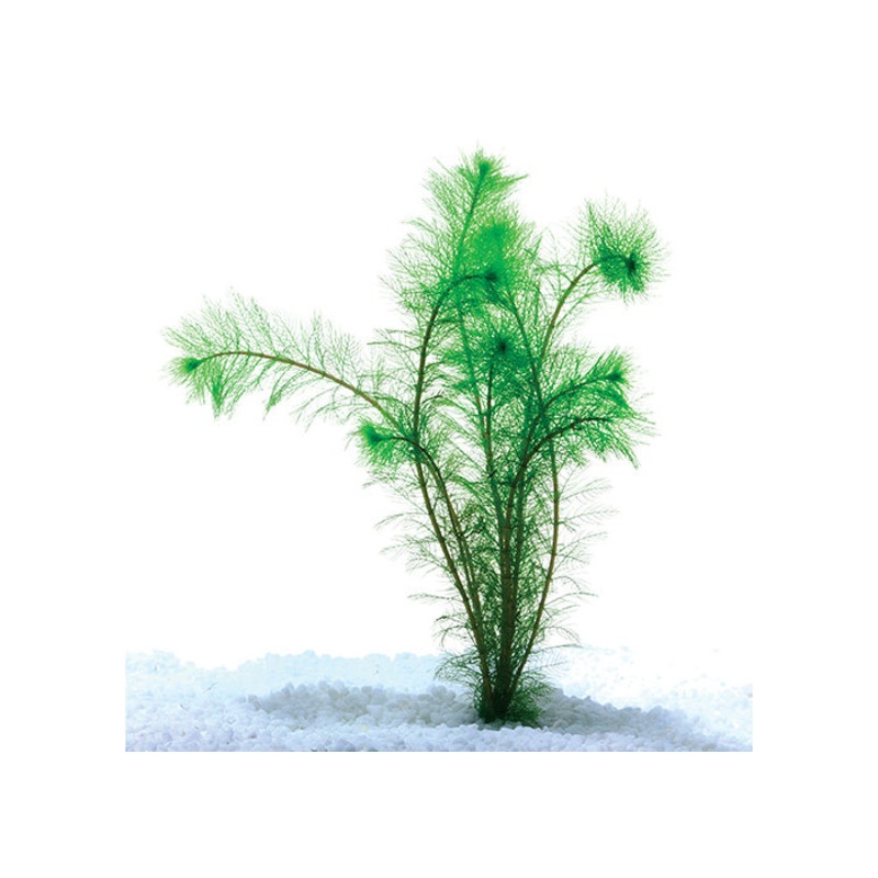 Filigree Milfoil