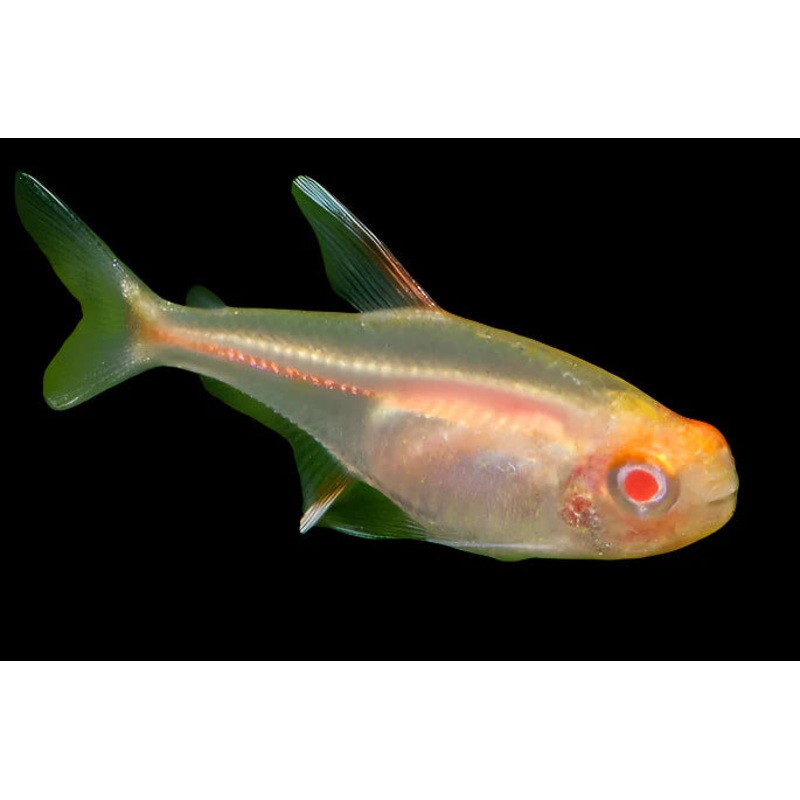 Glowlight Tetra - Albino