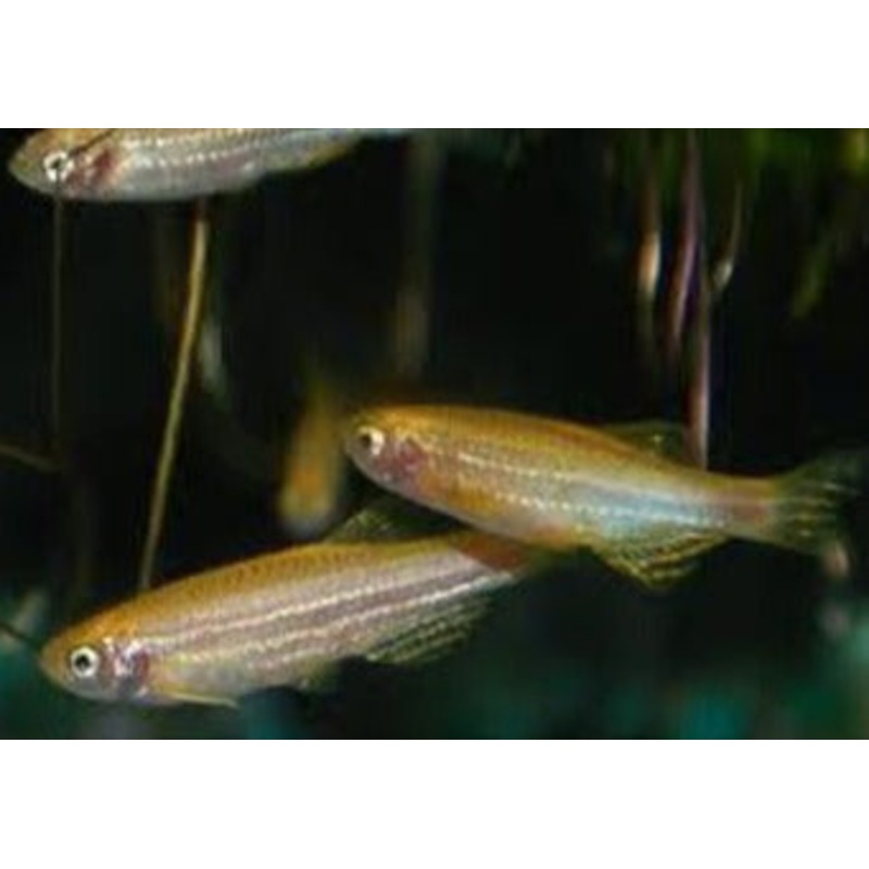 Gold Zebra Danio