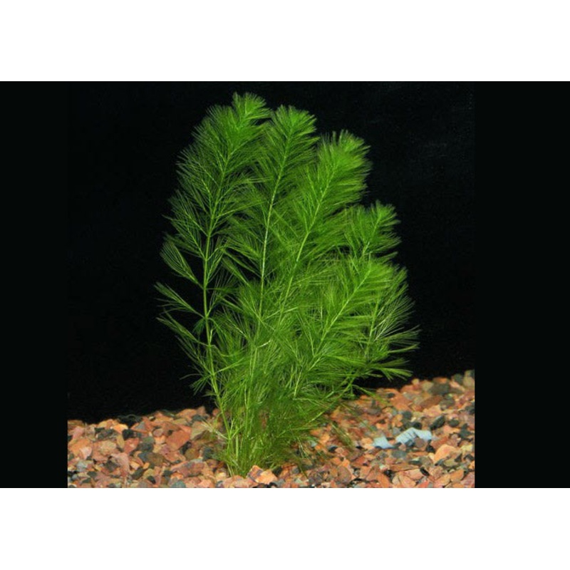 Green Myro