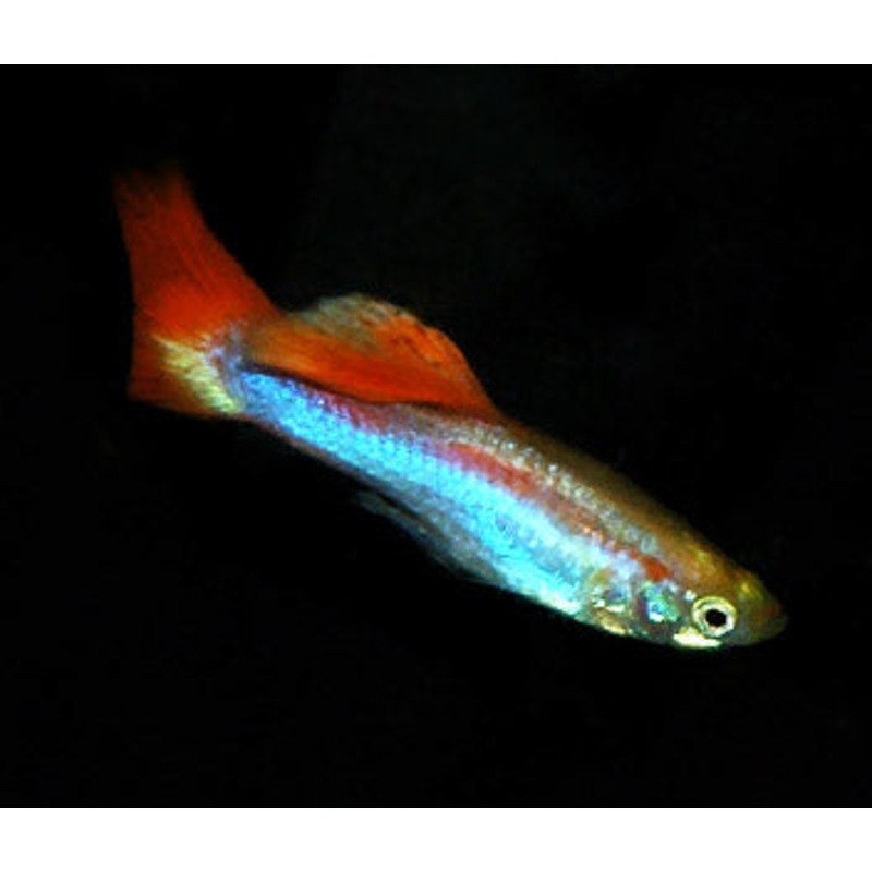 Guppy Male Rainbow